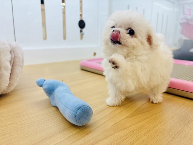 チワマル（マルチワ）