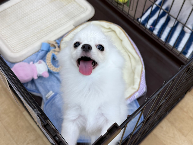 ポメチー（ポメチワ）