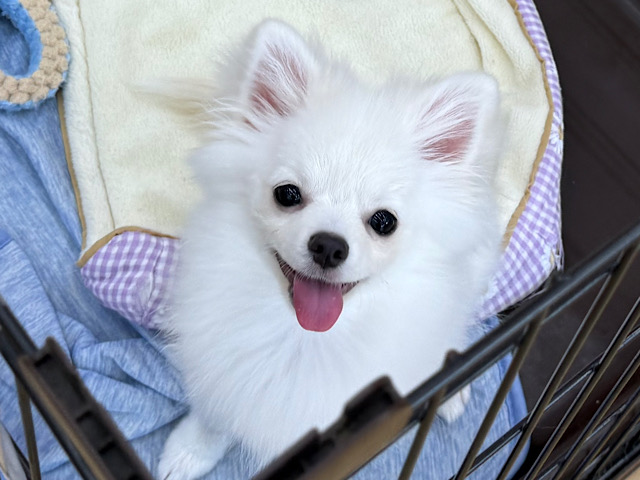 人も犬も大好きだよ💛少しビビり君な甘え上手なハーフ犬(ポメラニアン✖️チワワ)の男のコです💗