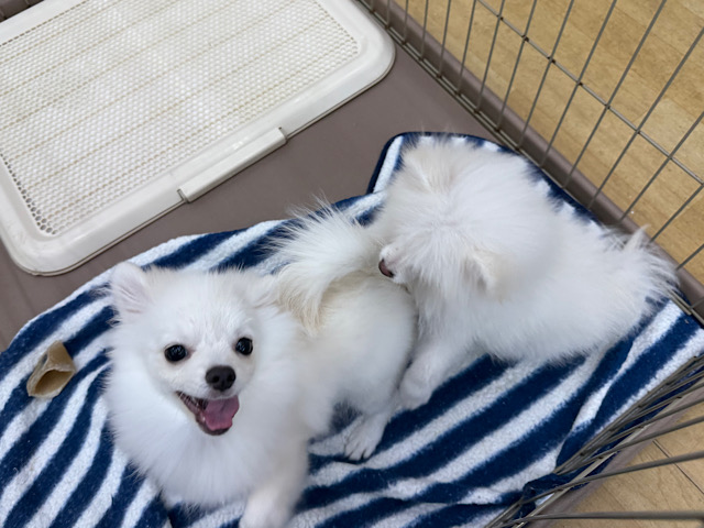 ポメチー（ポメチワ）