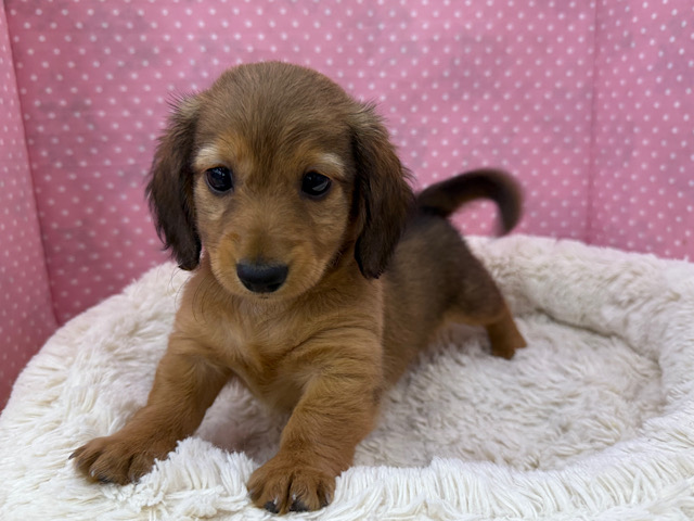 ミニチュアダックス