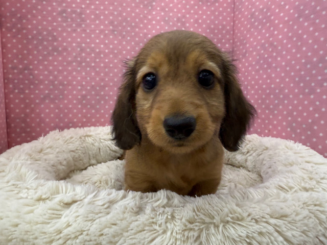 ミニチュアダックス