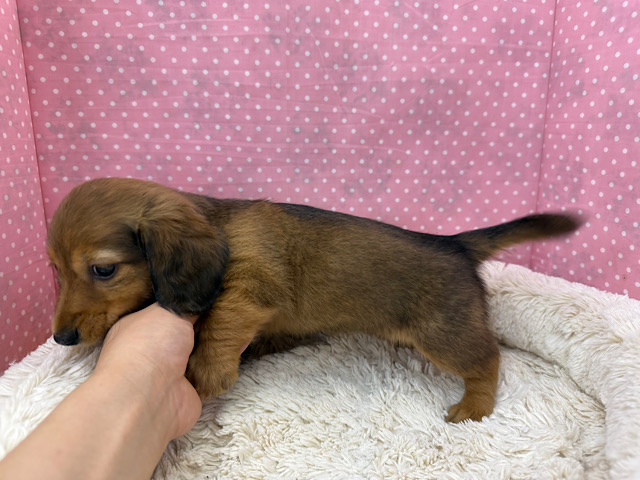 ミニチュアダックス