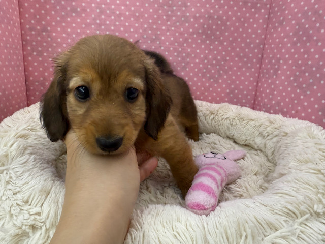 ミニチュアダックス