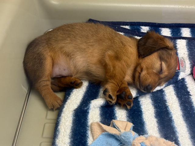 ミニチュアダックス