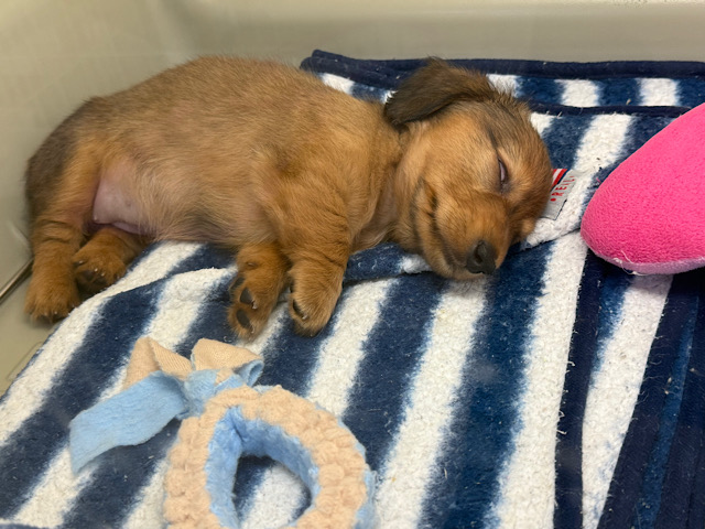 ミニチュアダックス