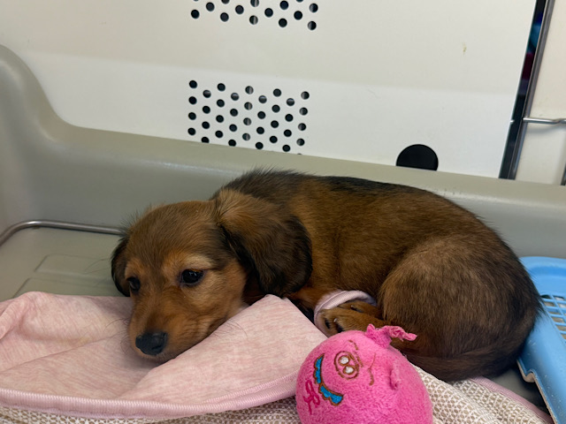 ミニチュアダックス