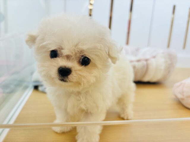 チワマル（マルチワ）