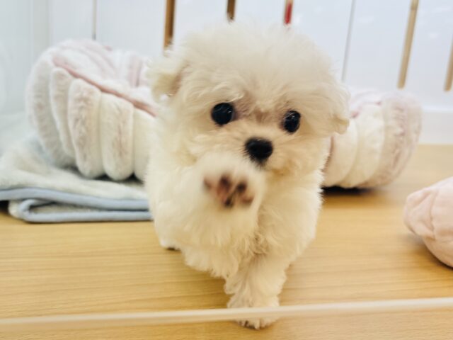 チワマル（マルチワ）