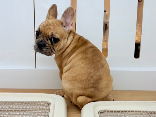 フレンチブルドッグ