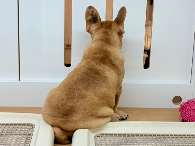 フレンチブルドッグ