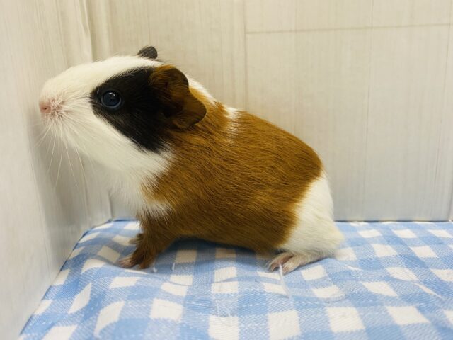 イングリッシュモルモット
