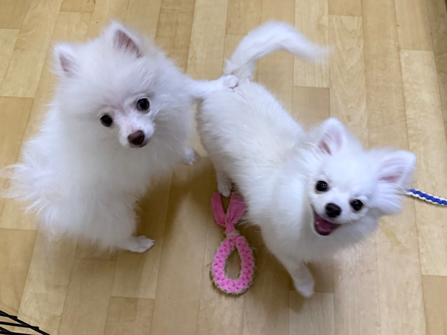 ポメチー（ポメチワ）