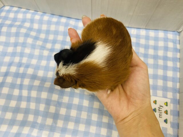 イングリッシュモルモット