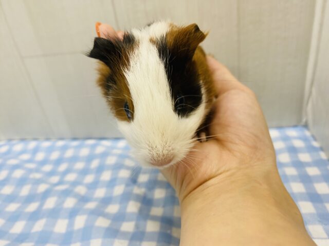 イングリッシュモルモット