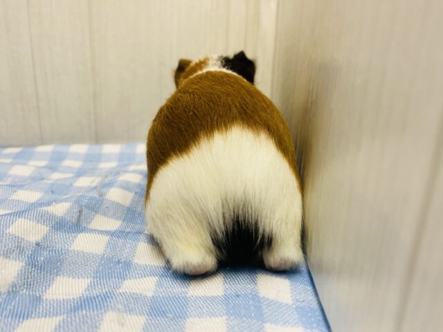 イングリッシュモルモット