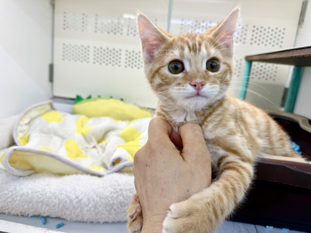 最新画像！ジェネッタ（レッド）男の子♫野生感たっぷり！