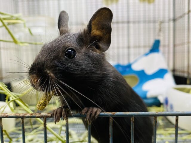 カキカキできちゃうんです👉🩷美デグーさんのブラック！！