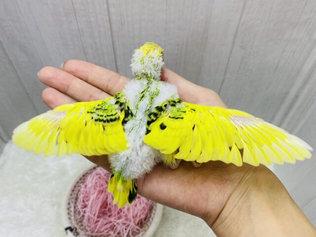セキセイインコ
