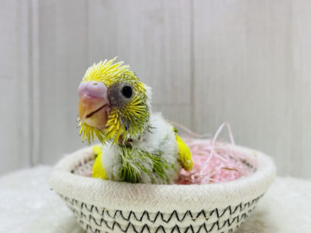 セキセイインコ