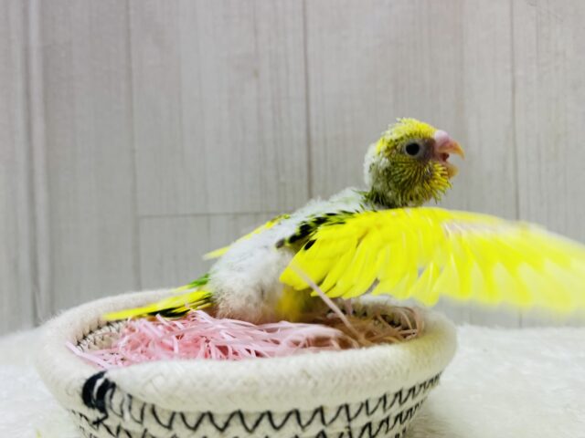 セキセイインコ