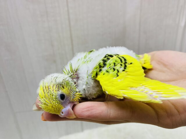 セキセイインコ