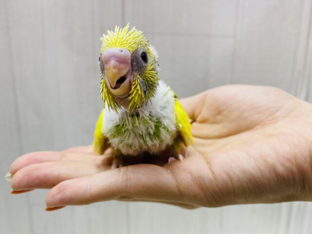 セキセイインコ