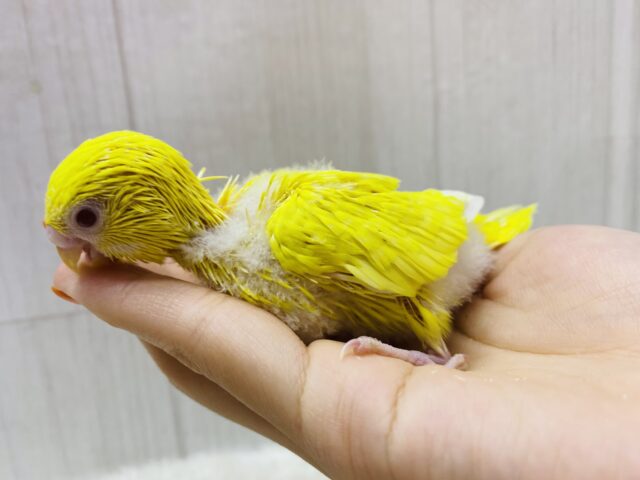 セキセイインコ