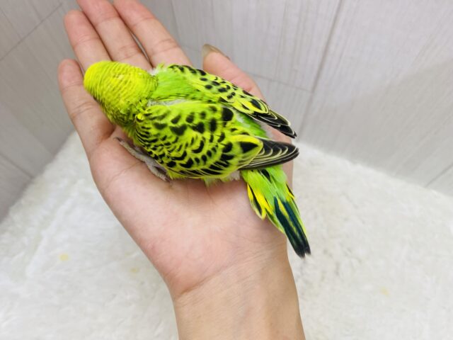 セキセイインコ