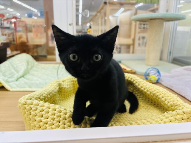 まっくろくろすけの美人ちゃん♥スコティッシュフォールドちゃん！