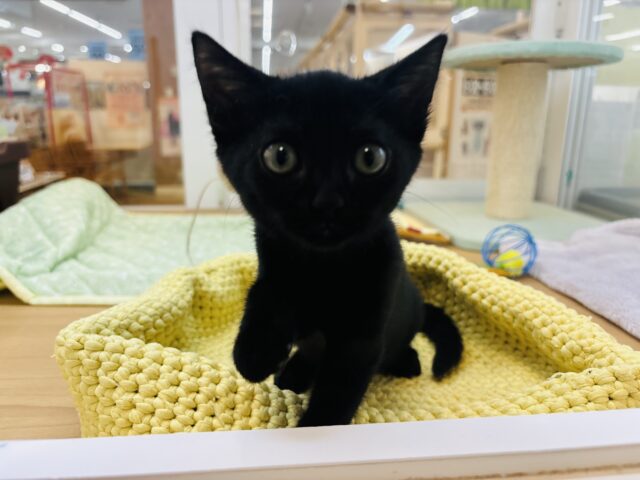 スコティッシュフォールド