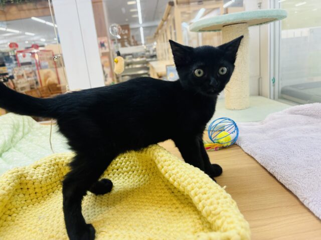 スコティッシュフォールド