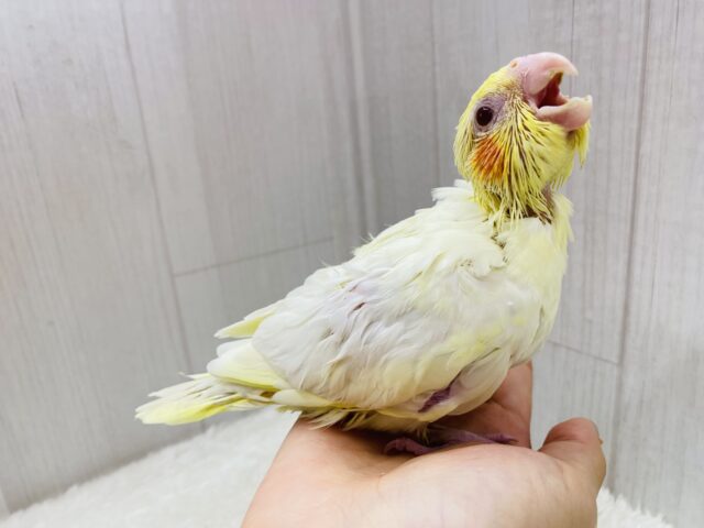 オカメインコ