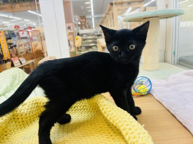 スコティッシュフォールド