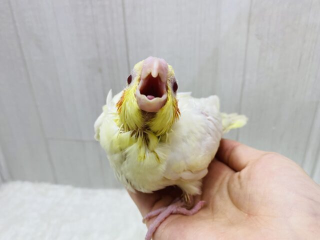 オカメインコ