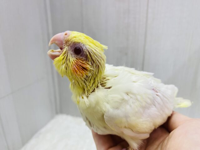 オカメインコ