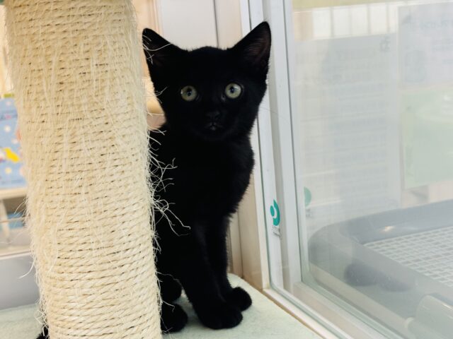 スコティッシュフォールド