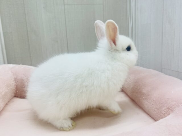 ネザーランドドワーフ