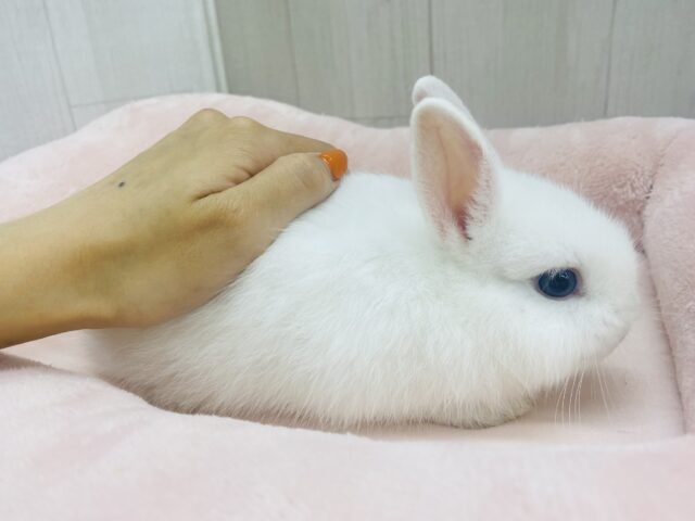 ネザーランドドワーフ