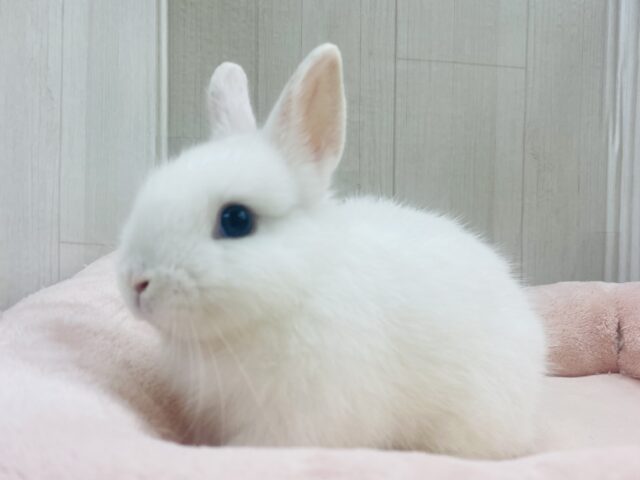 ネザーランドドワーフ