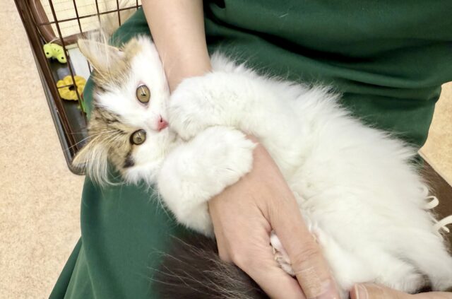 スコティッシュフォールド