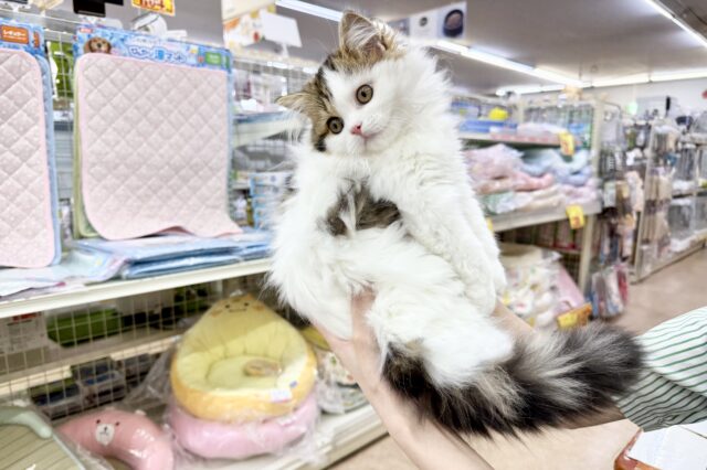 スコティッシュフォールド