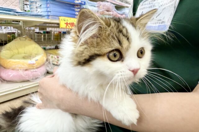 スコティッシュフォールド