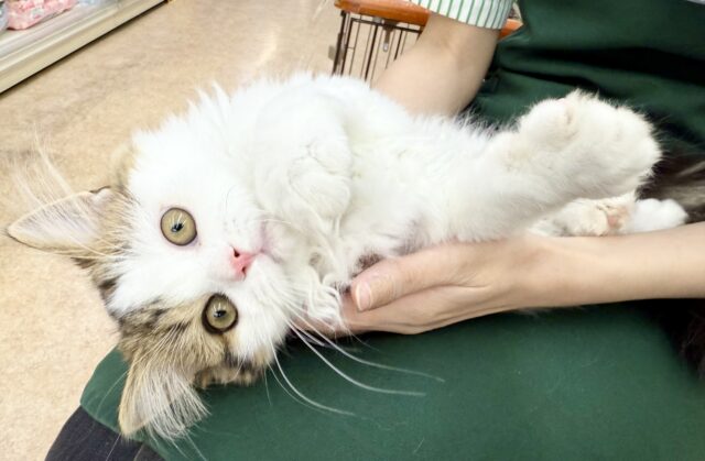 スコティッシュフォールド