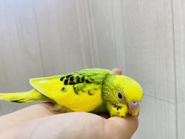 セキセイインコ