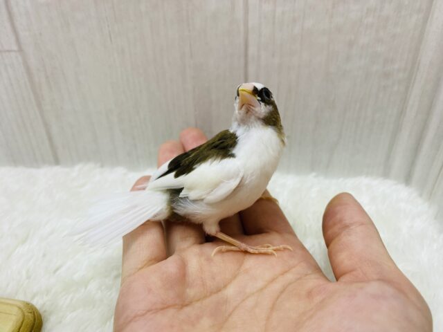 十姉妹（ジュウシマツ）