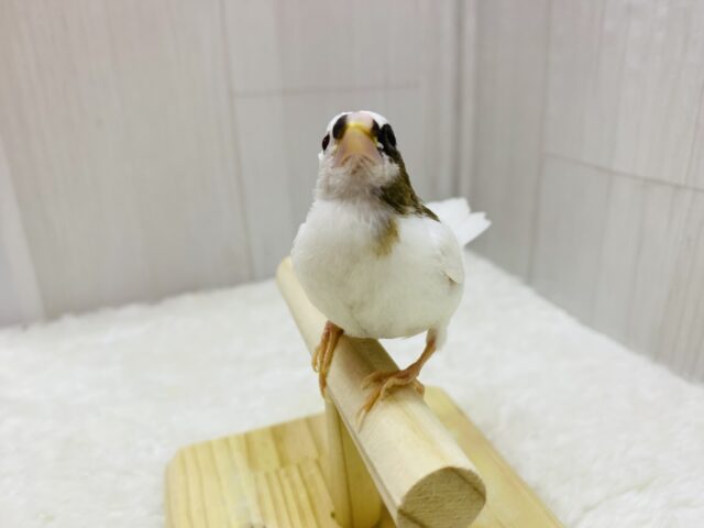 十姉妹（ジュウシマツ）