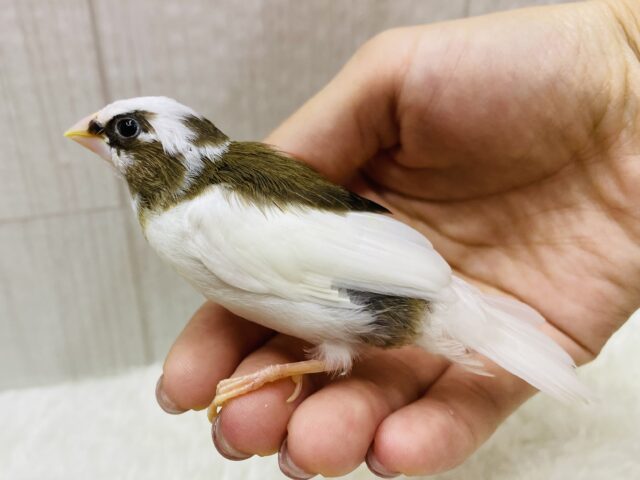 十姉妹（ジュウシマツ）