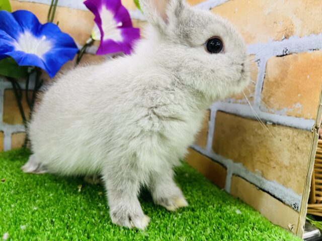 ネザーランドドワーフ