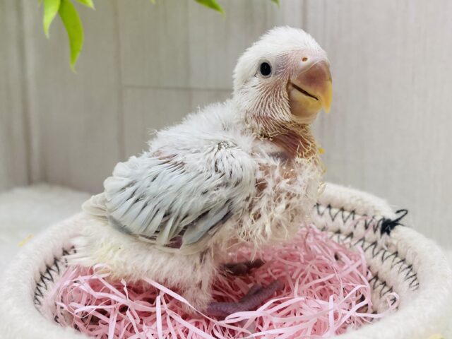 コザクラインコ（小桜インコ）